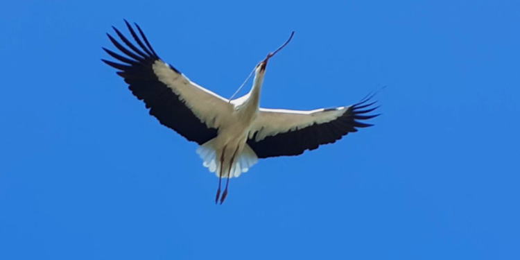 Aydın'da yılın ilk leyleğini gördü, bir çuval un kazandı