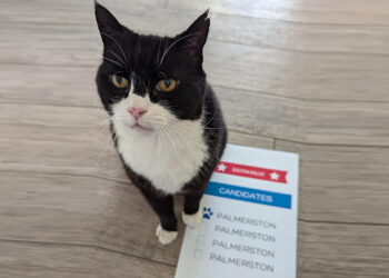 Bermuda'nın ‘kedi ilişkileri danışmanı’ Palmerston oy kullandı