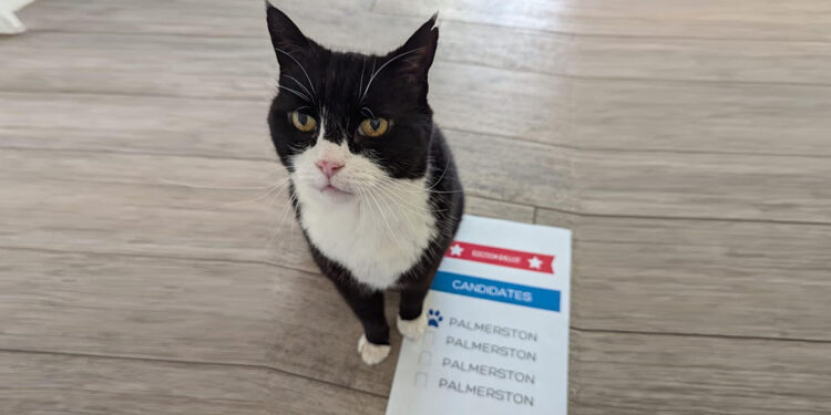 Bermuda'nın ‘kedi ilişkileri danışmanı’ Palmerston oy kullandı