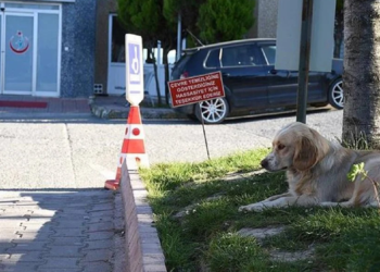 Bakanlık duyurdu; Hastanelerde ve bahçesinde sahipsiz hayvan olmayacak