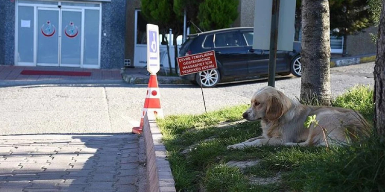 Bakanlık duyurdu; Hastanelerde ve bahçesinde sahipsiz hayvan olmayacak