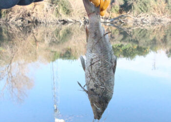Ceyhan Nehri için 'botulismus' uyarısı