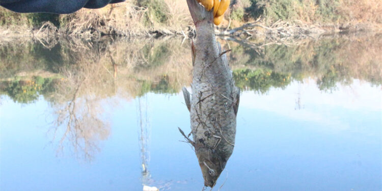 Ceyhan Nehri için 'botulismus' uyarısı