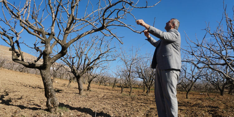 Sulama imkanı olan fıstık ağaçlarına su versin