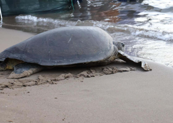 Caretta caretta 'Lansinoh'un rotasını 18 bin kişi görüntüledi