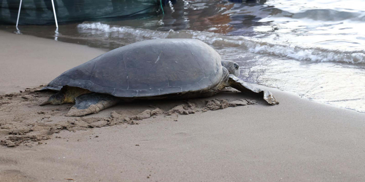 Caretta caretta 'Lansinoh'un rotasını 18 bin kişi görüntüledi