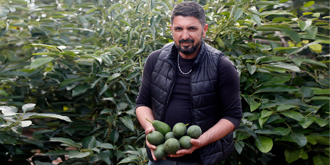 Antalya'nın Gazipaşa ilçesinde 5 yıl önce deneme amacıyla dikilen avokado yetiştiriciliği, kısa sürede kent genelindeki üreticilerin birçoğunun en önemli gelir kaynağına dönüştü.