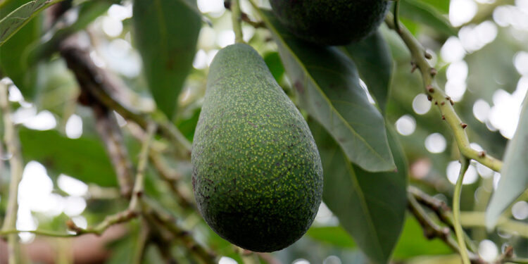 Deneme amacıyla dikilen avokado gelir kaynağına dönüştü