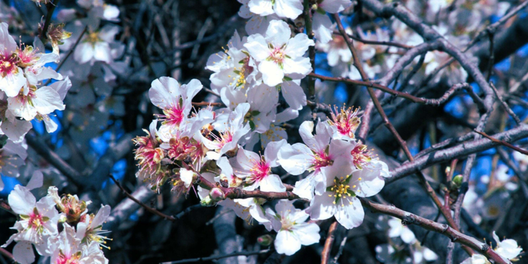 Datça'da badem ağaçları çiçek açtı, her yer beyaza büründü