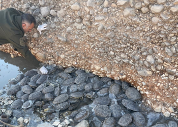 Dere yatağında mahsur kalan 316 kaplumbağa kurtarıldı