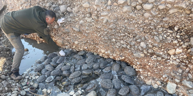 Dere yatağında mahsur kalan 316 kaplumbağa kurtarıldı