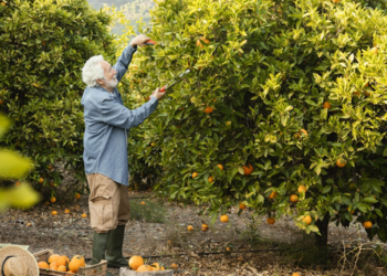 Dünyanın en acı meyvesi
