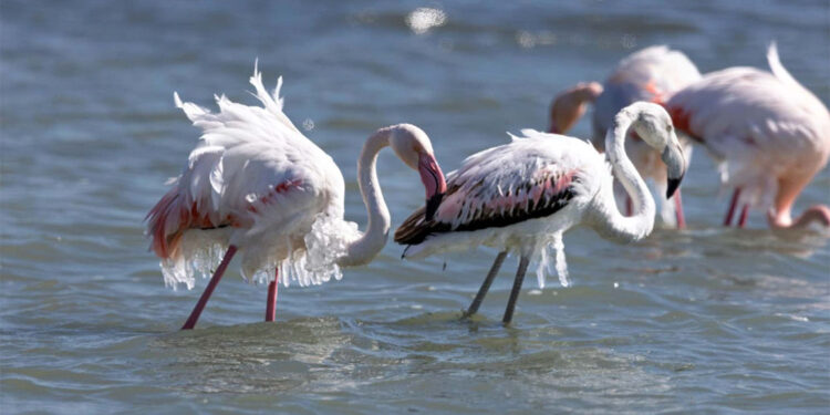 Eğirdir Gölü'nde kışlayan flamingoların vücutları buz tuttu