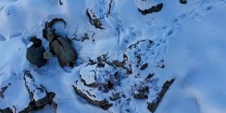 Avlanması yasak olan dağ keçisinin avladığı anlar doğa fotoğrafçısının kamerasına yakalandı