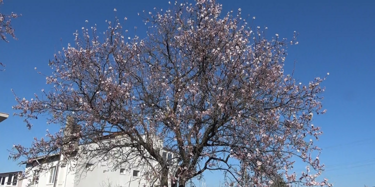 Edirne'de yalancı bahara aldanan meyve ağaçları çiçek açtı