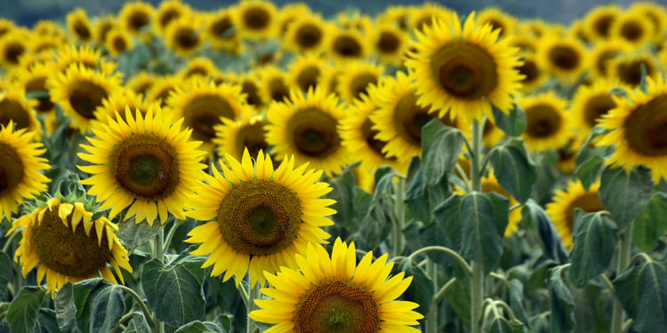 Edirneli üretici, ayçiçeği ekimini öne çekti