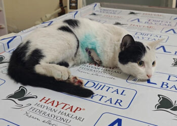 Sütlaç'ın sağ ön patisi ampute edildi