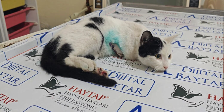 Sütlaç'ın sağ ön patisi ampute edildi