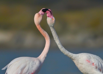 Gökçeada'da flamingoların kur ve beslenme dansı fotoğraflandı