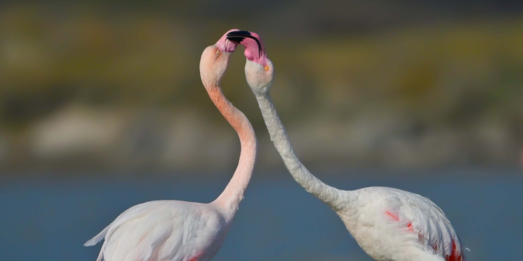 Gökçeada'da flamingoların kur ve beslenme dansı fotoğraflandı