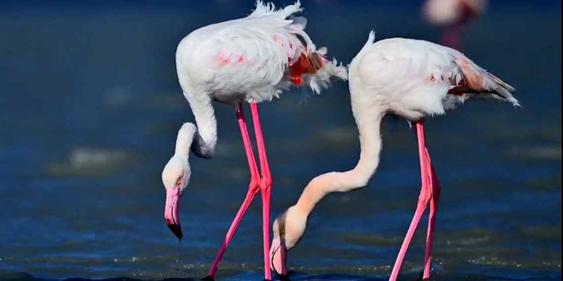Gökçeada'da flamingoların kur ve beslenme dansı fotoğraflandı