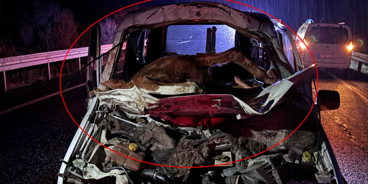 Hafif ticari aracın çarptığı at, ön camdan içeri girdi