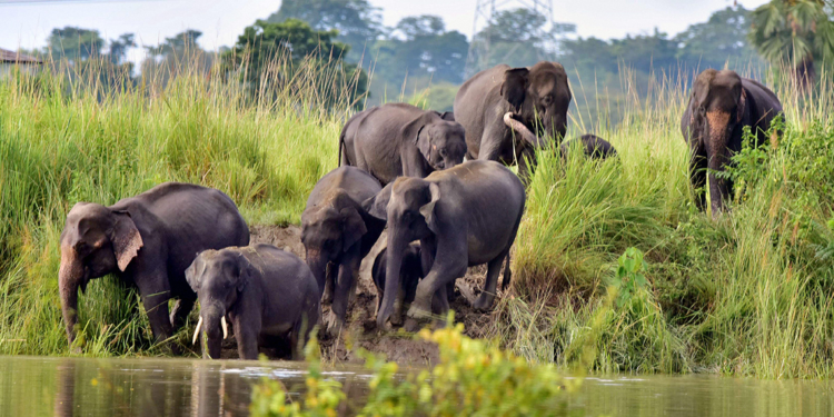 Hindistan'da fil saldırısı: 5 ölü