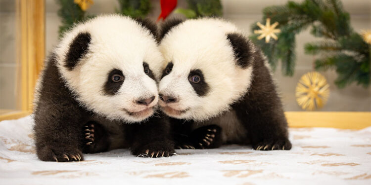 İkiz pandalar ziyaretçileriyle tanıştı