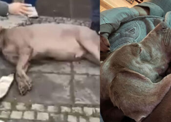 Beşiktaş'ta elektrik akımına kapılan köpeğin durumu iyi