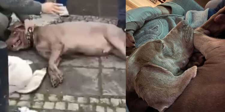 Beşiktaş'ta elektrik akımına kapılan köpeğin durumu iyi