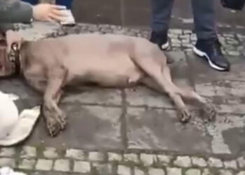 Beşiktaş'ta kaldırımda yürüyen köpek elektrik akımına kapıldı