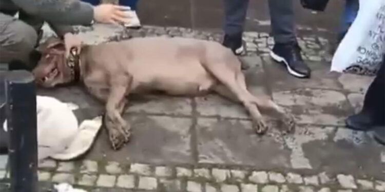 Beşiktaş'ta kaldırımda yürüyen köpek elektrik akımına kapıldı
