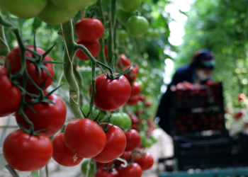 Jeotermal enerji ile ısıtılan seralarda tonlarca domates üretildi