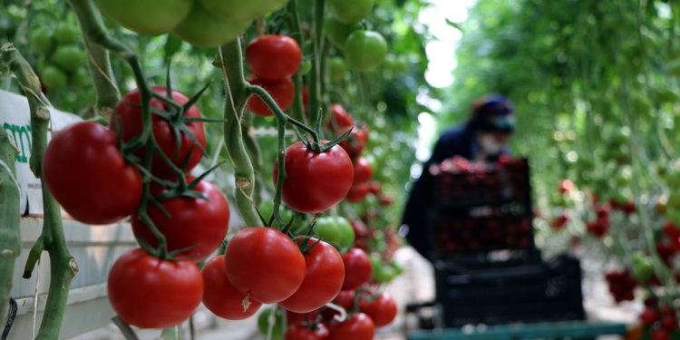 Jeotermal enerji ile ısıtılan seralarda tonlarca domates üretildi