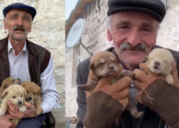 Kurt saldırısında anneleri ölen 8 yavrudan 6'sı hayata tutundu