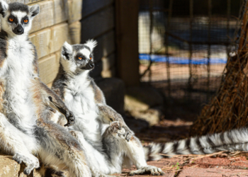 Lemurların kış rutini, güneşi selamlamak