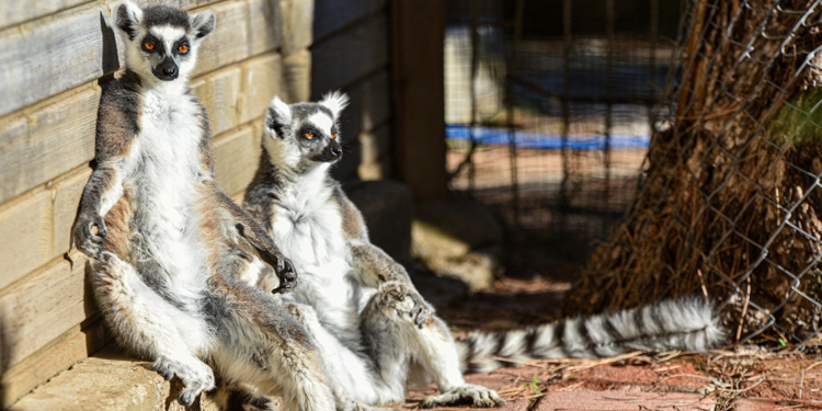 Lemurların kış rutini, güneşi selamlamak
