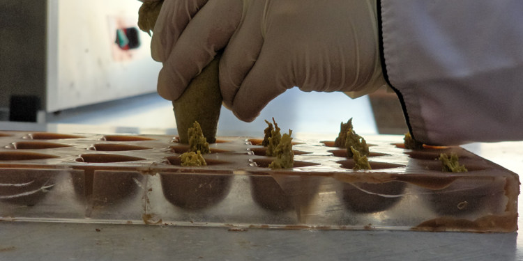 Liselilerden Dubai çikolatasının ardından zeytinli ve kabaklı çikolata