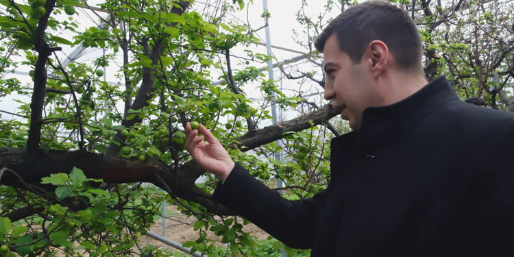 Mersin'de erkenci erik hasadı; kilosu 8 bin liraya alıcı buldu