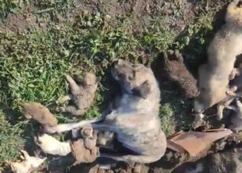 Osmaniye'deki köpek katliamında 4 yetkili görevden alındı