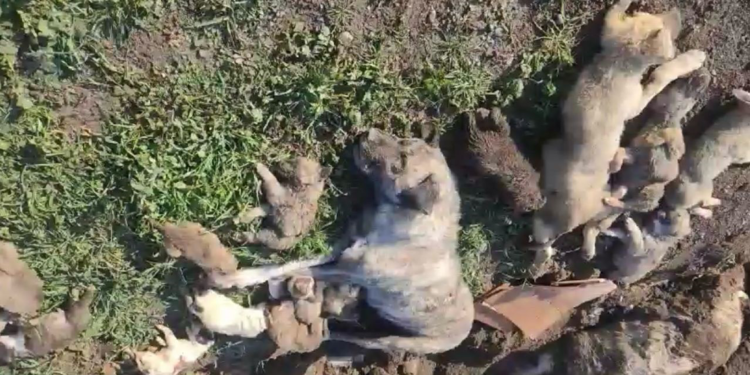 Osmaniye'deki köpek katliamında 4 yetkili görevden alındı