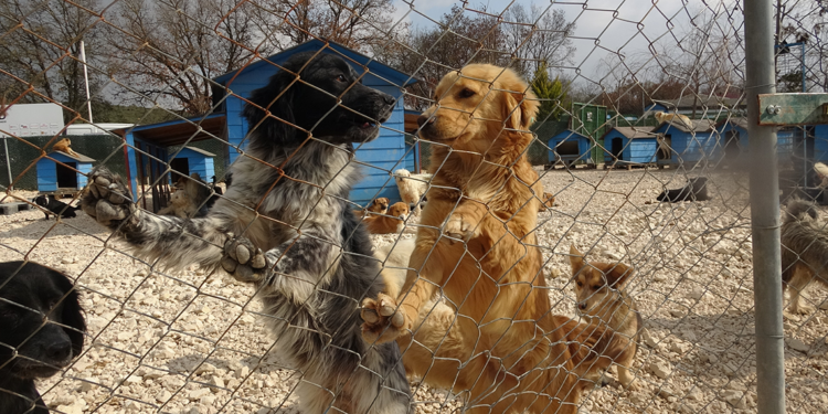 Pandemi sonrası sokağa terk edilen hayvan sayısı arttı