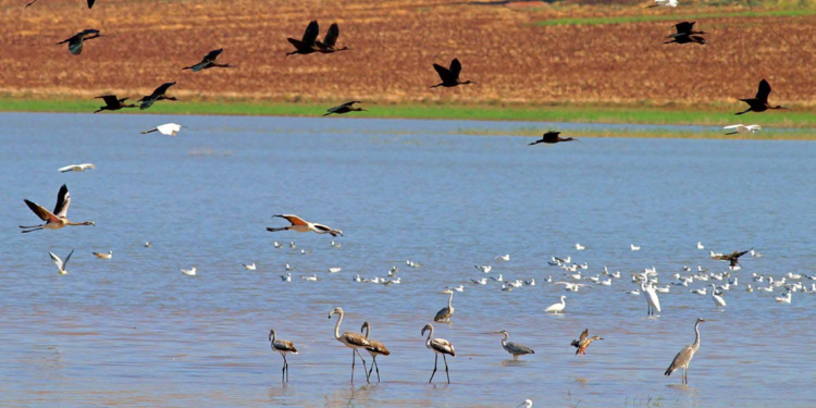 Reyhanlı Baraj Gölü, Türkiye'nin yeni kuş cenneti oluyor