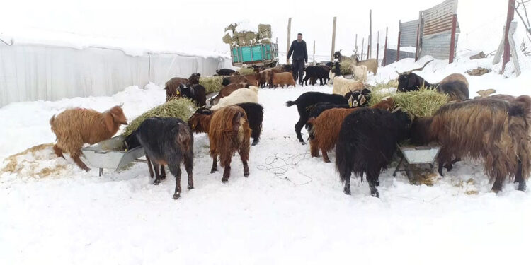 Şehir hayatından sıkılıp hayvancılığa başladı