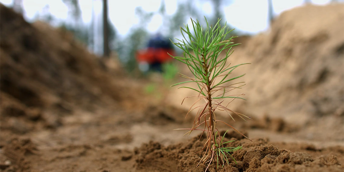 Çevre Şehircilik ve İklim Değişikliği Bakanlığı'nca şehir peyzajları için 'Kent Peyzajında Kullanılabilecek Doğal Bitki Rehberi Projesi' başlatıldı.
