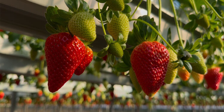 Silifke'de yılın 12 ayı çilek üretimi; Çileğin kilosu 150 lira