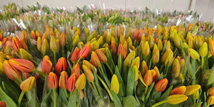 Suda 200 bin lale üretimi