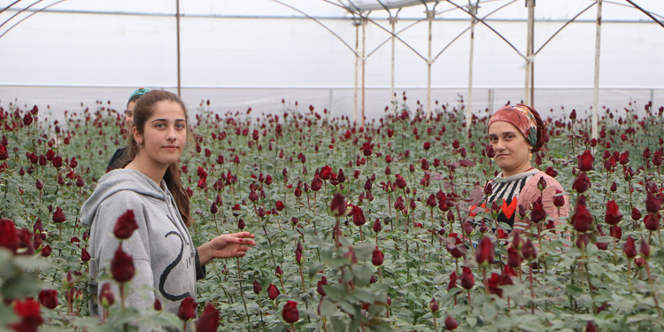 Sevgililer Günü gülleri için zorlu mesai