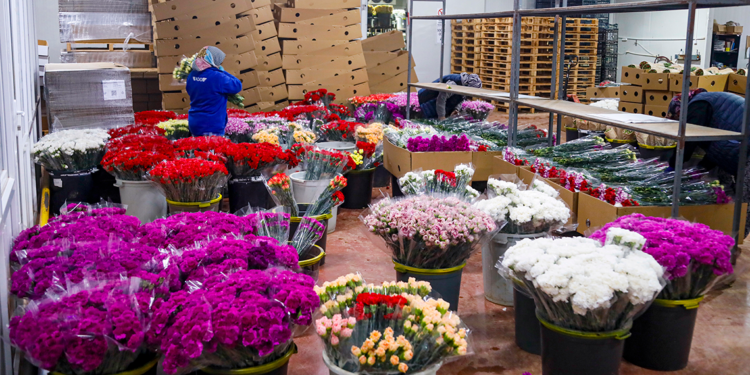 Sevgililer Günü için 30 ülkeye 75 milyon dal çiçek ihracatı