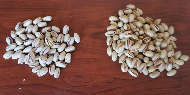 Siirt Fıstık Üreticileri Birliği'nden 'kaçak İran fıstığı' uyarısı